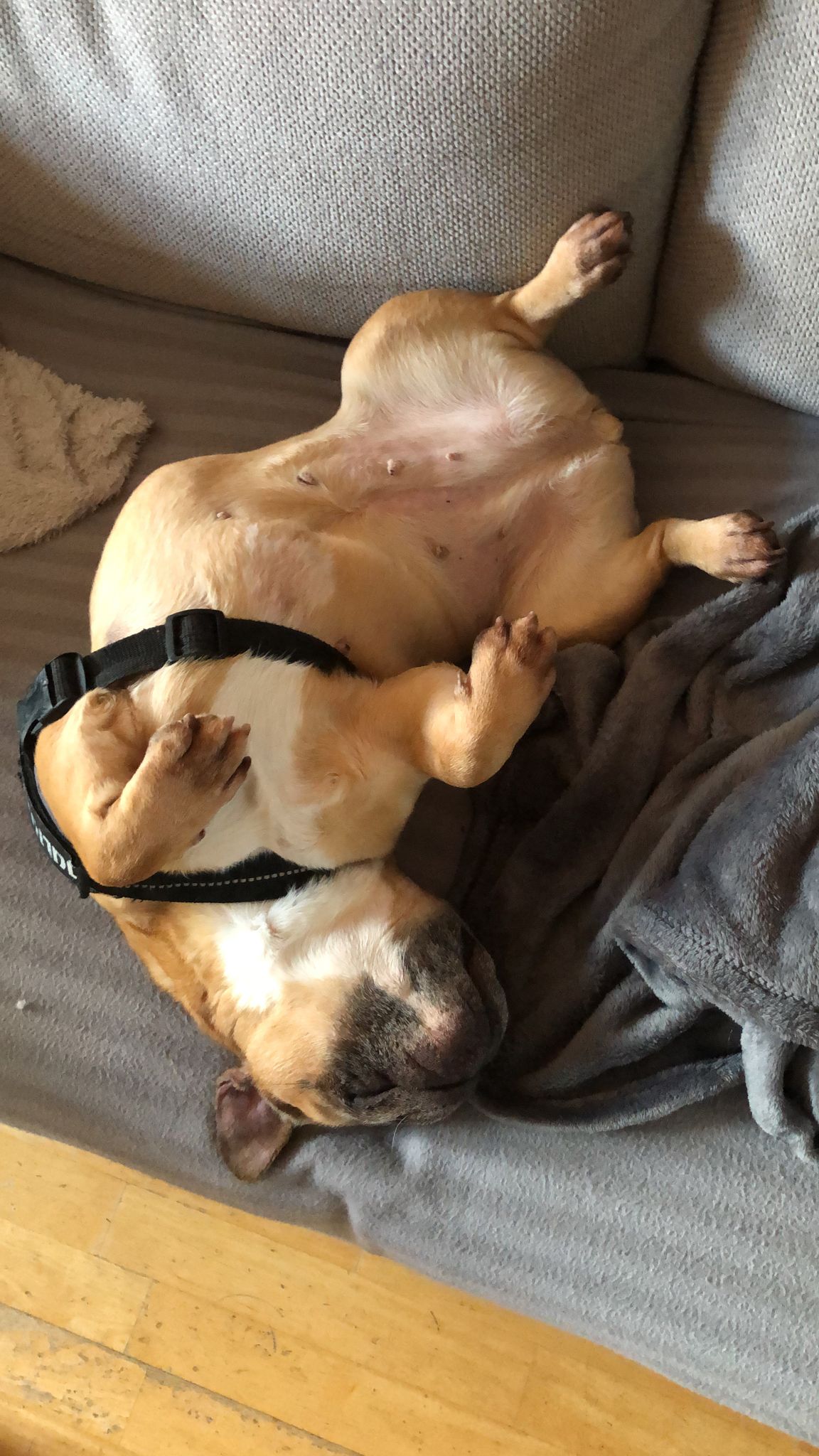 Foto van Stella, een Franse bulldog